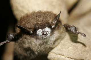 Image from whitenosesyndrome.org